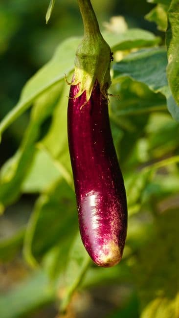 Aubergine