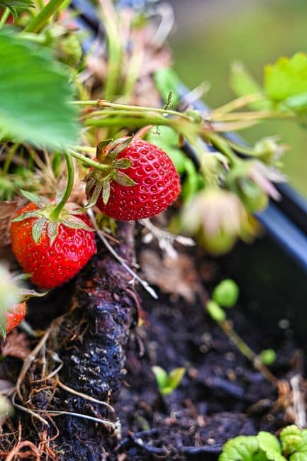 Fraise