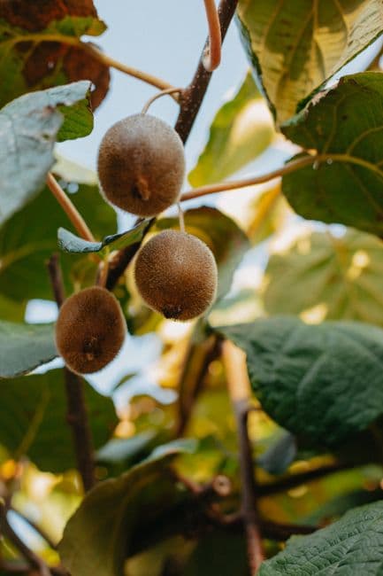 Kiwi