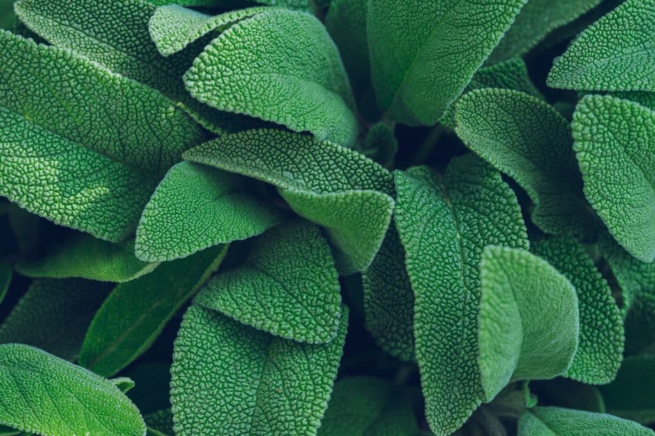 Sauge officinale