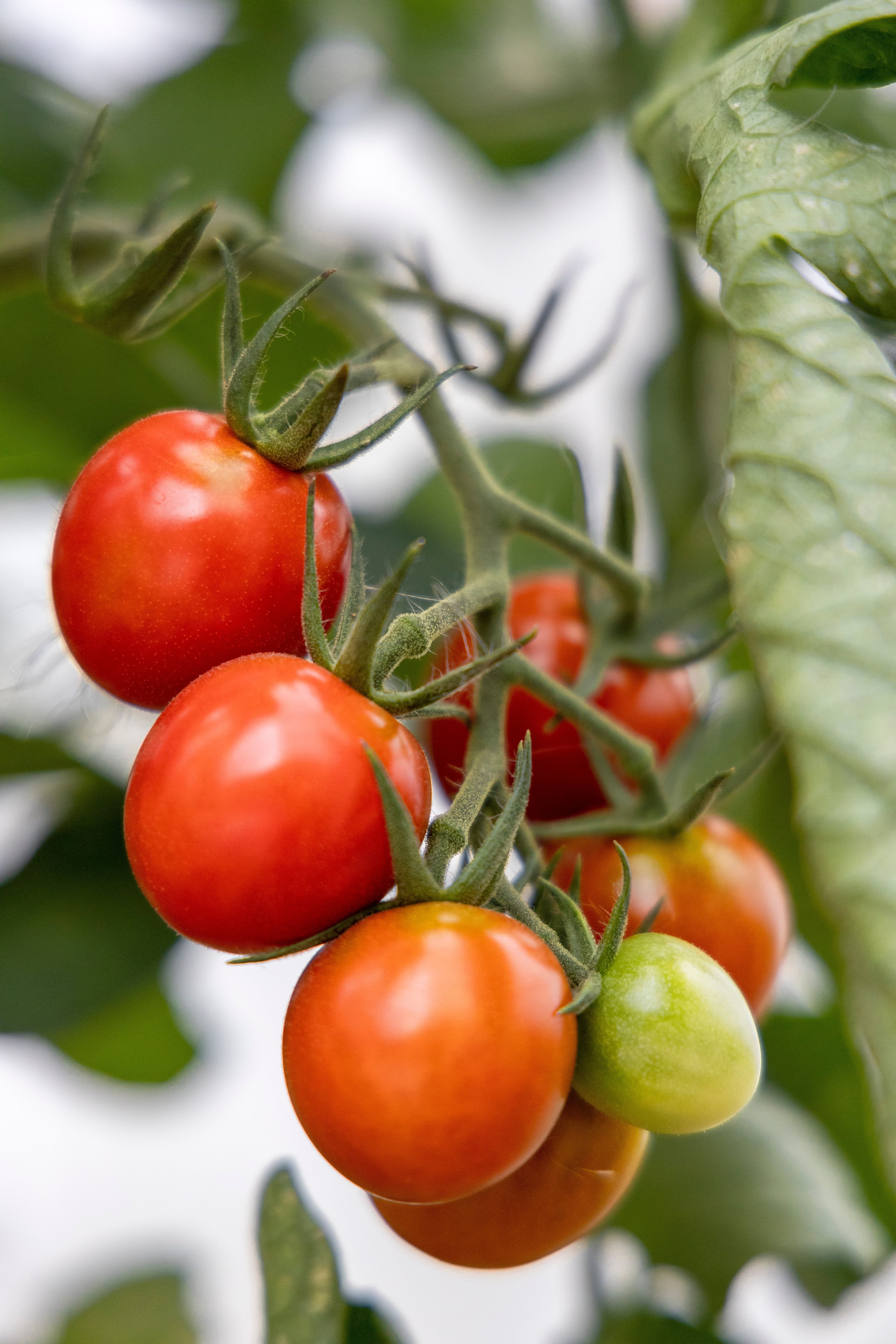 Tomate cerise
