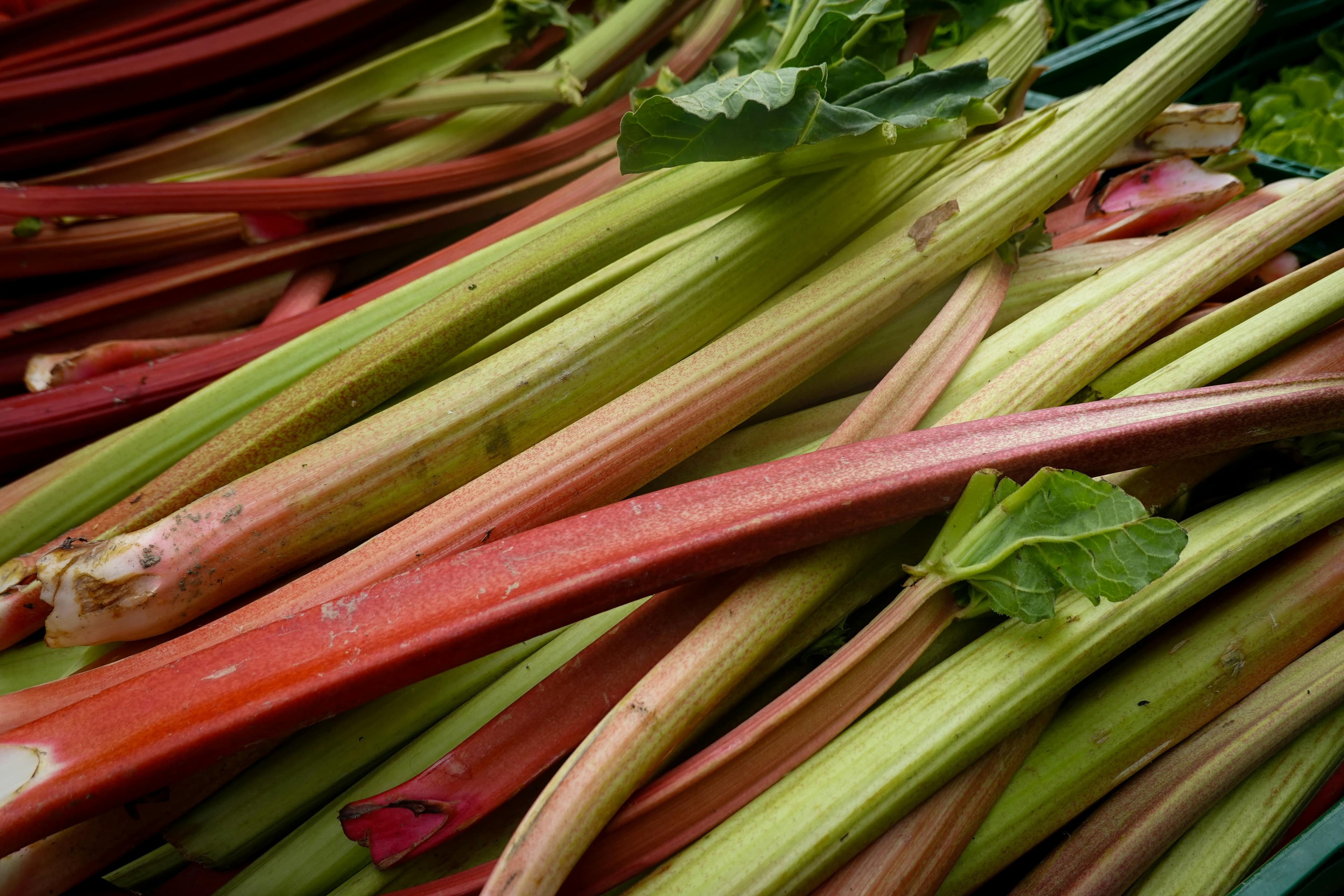 Rhubarbe