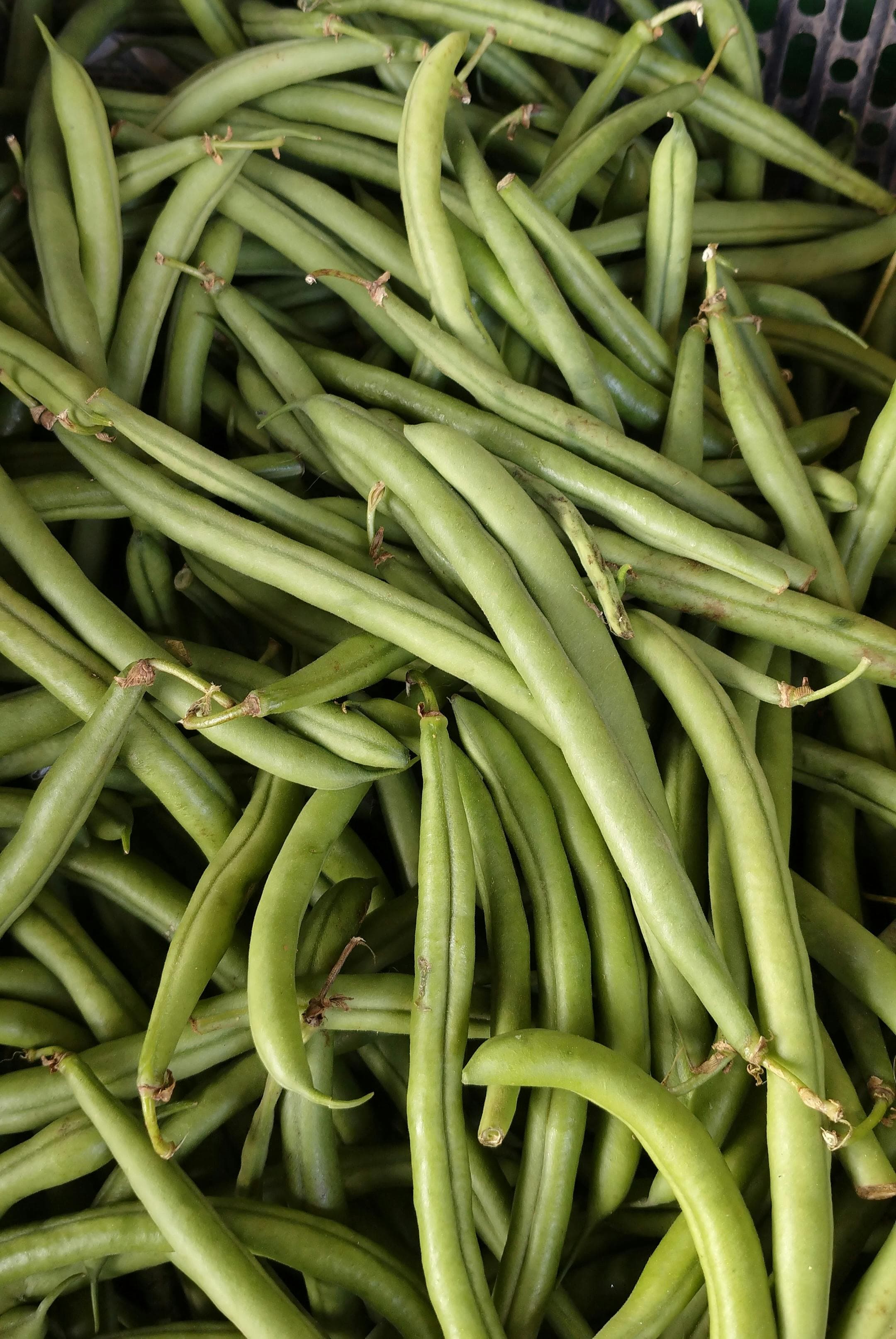 Haricot vert nain