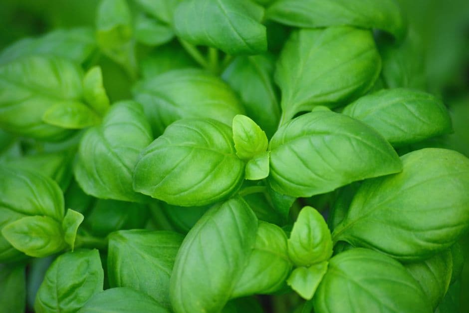 Basilic