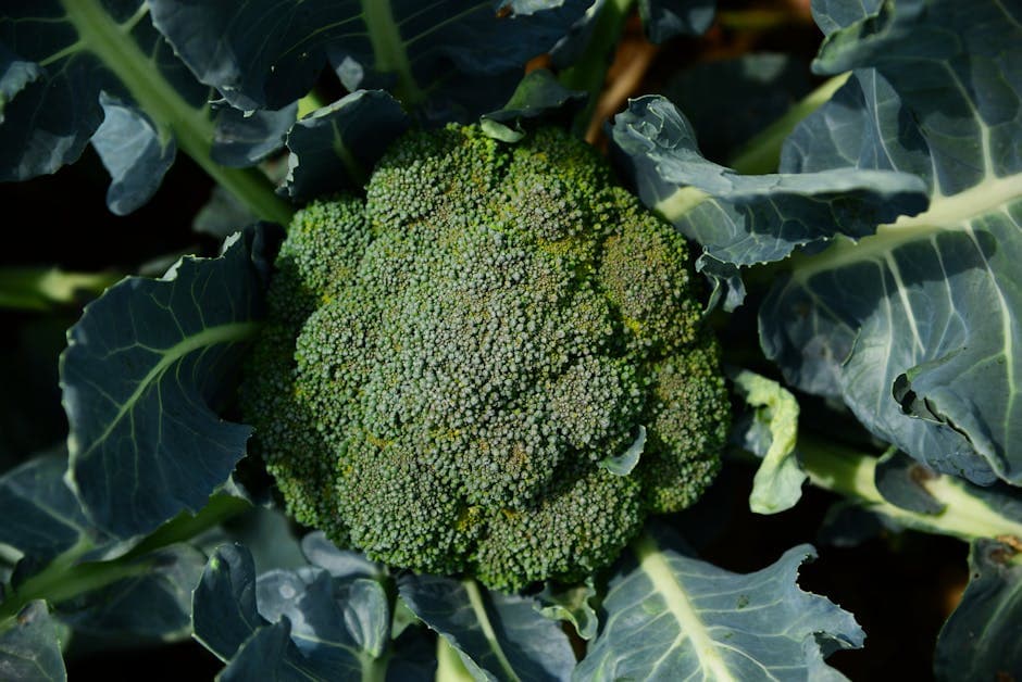 Brocoli