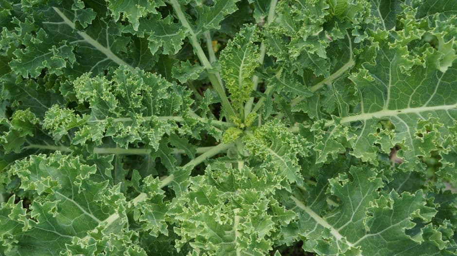 Chou kale