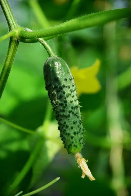 Cornichon
