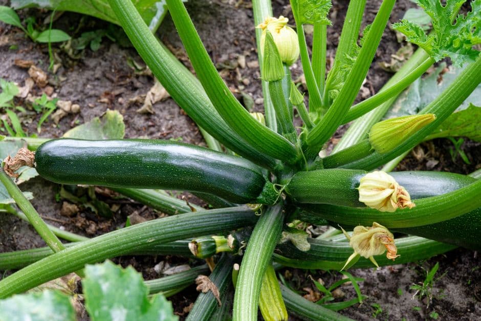 Courgette