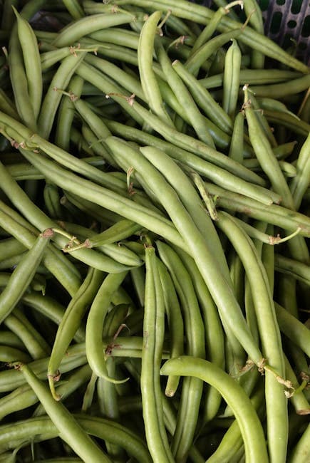 Haricot vert nain