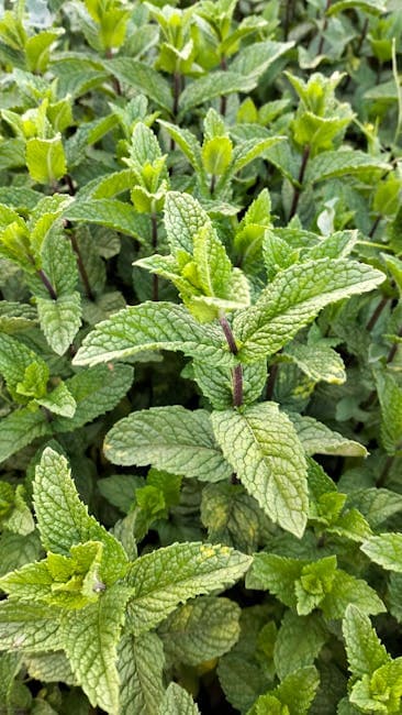 Menthe