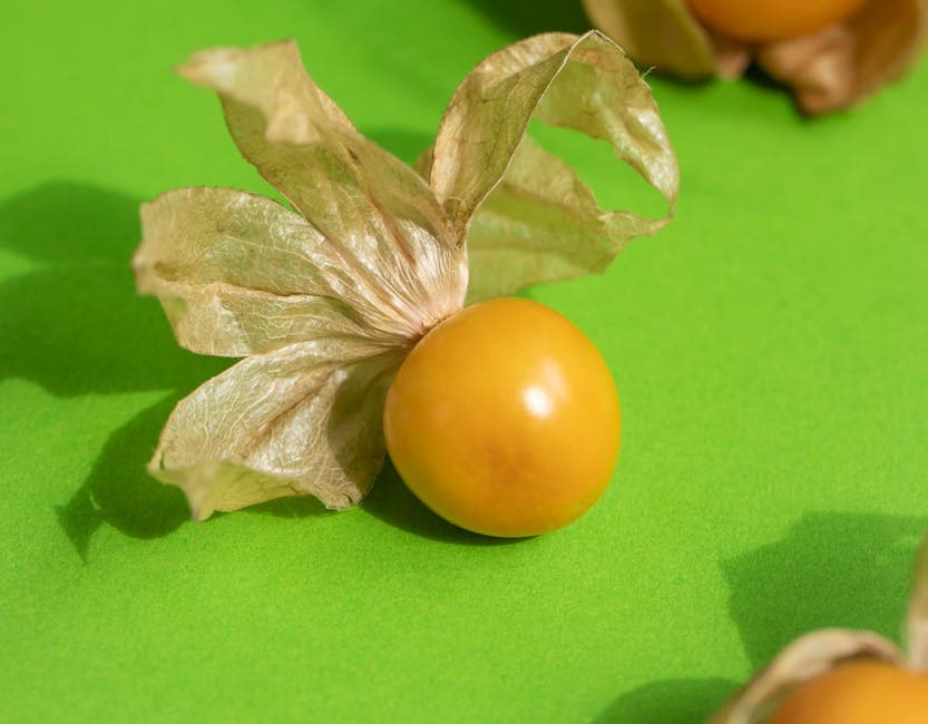 Physalis