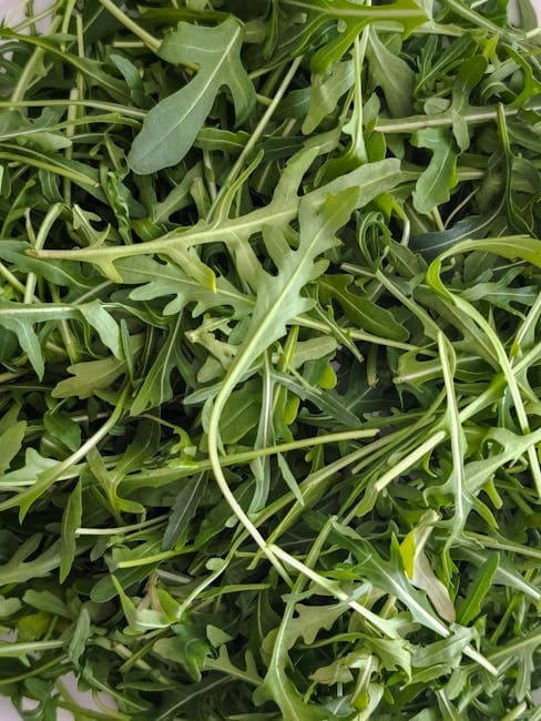Roquette