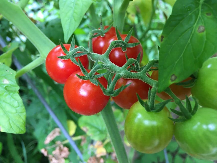 Tomate cerise