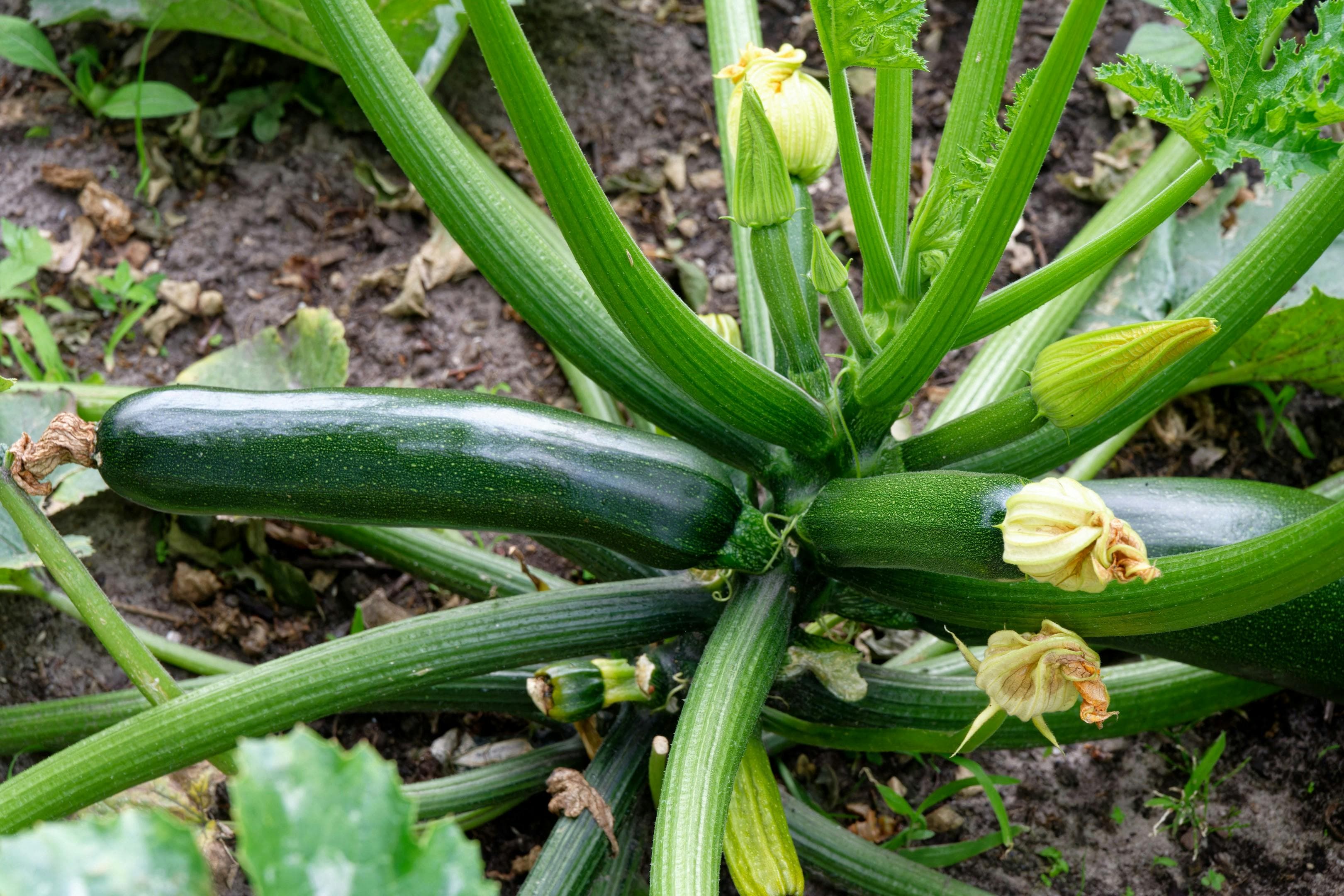 Courgette