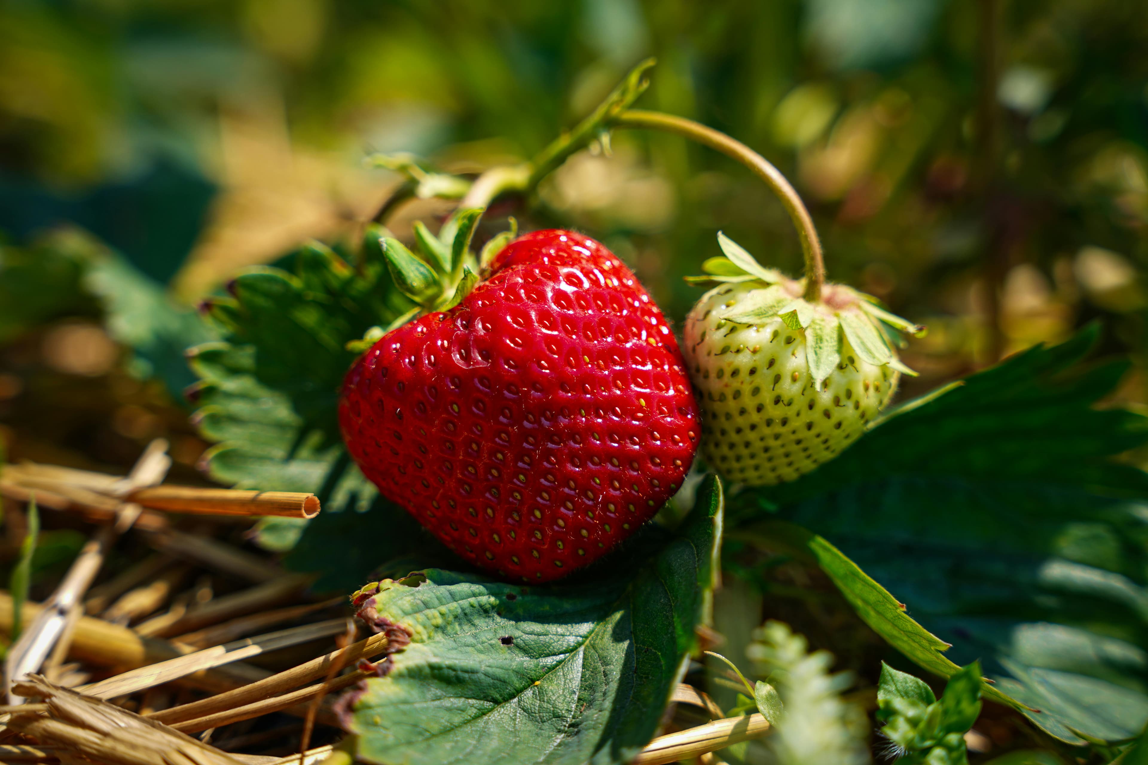 Fraise