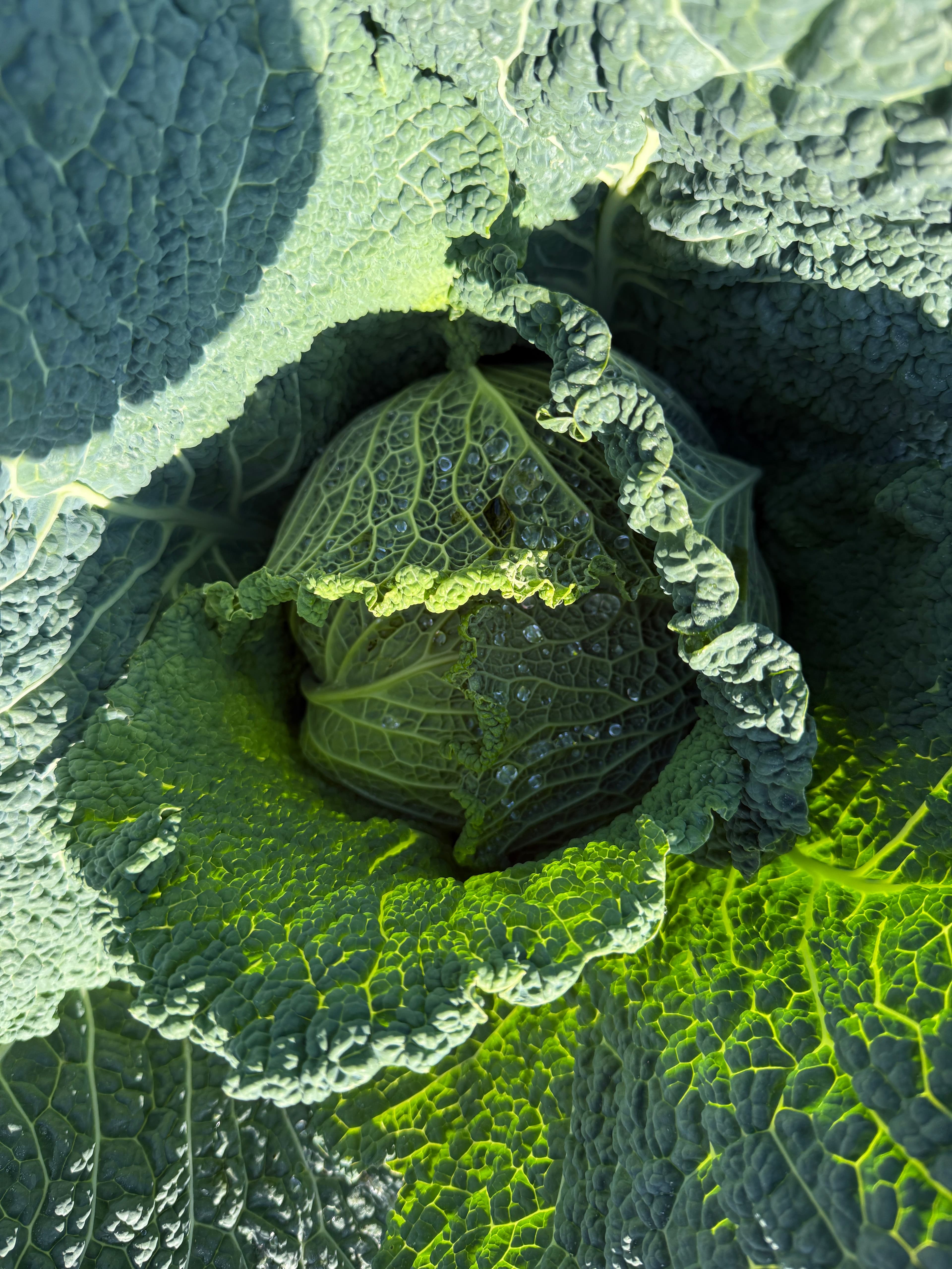 Chou kale